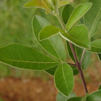 Vitex trifolia subsp. trifolia